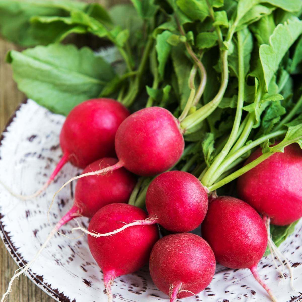 Champion Radish Seeds