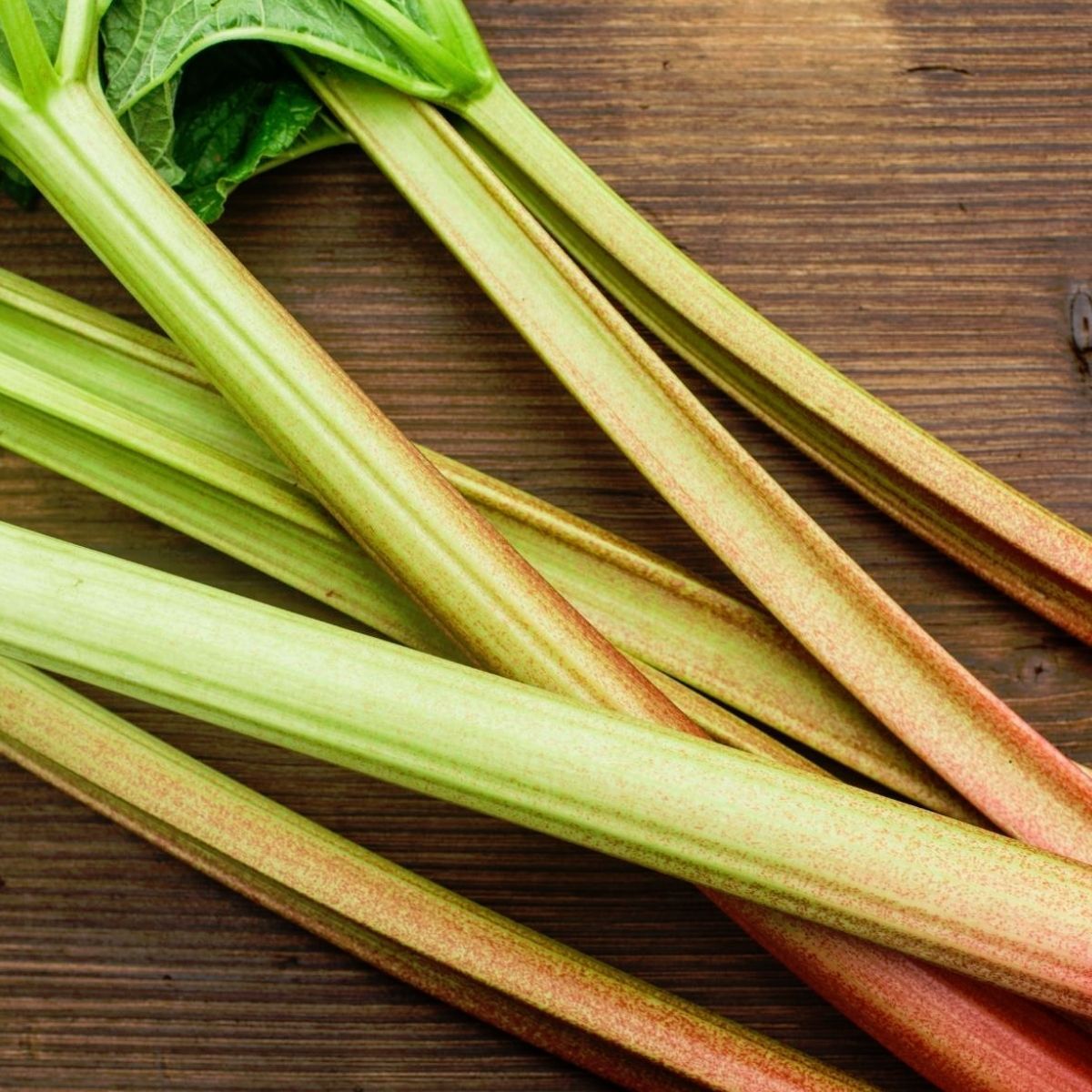 Victoria Rhubarb Seeds