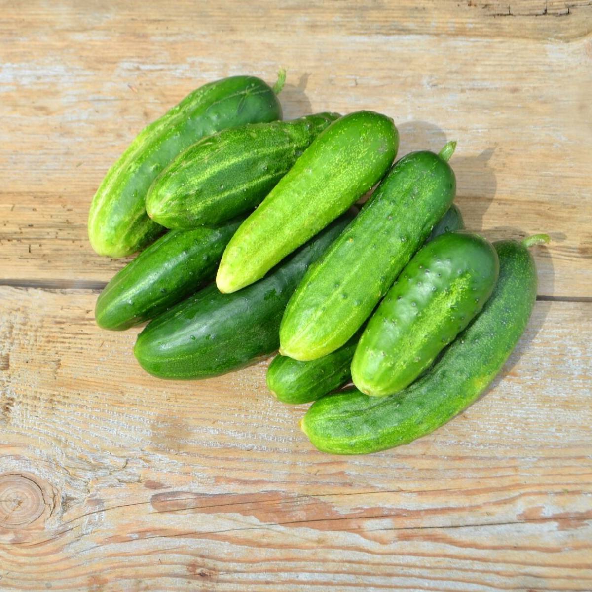 Green Gem Cucumber Seeds