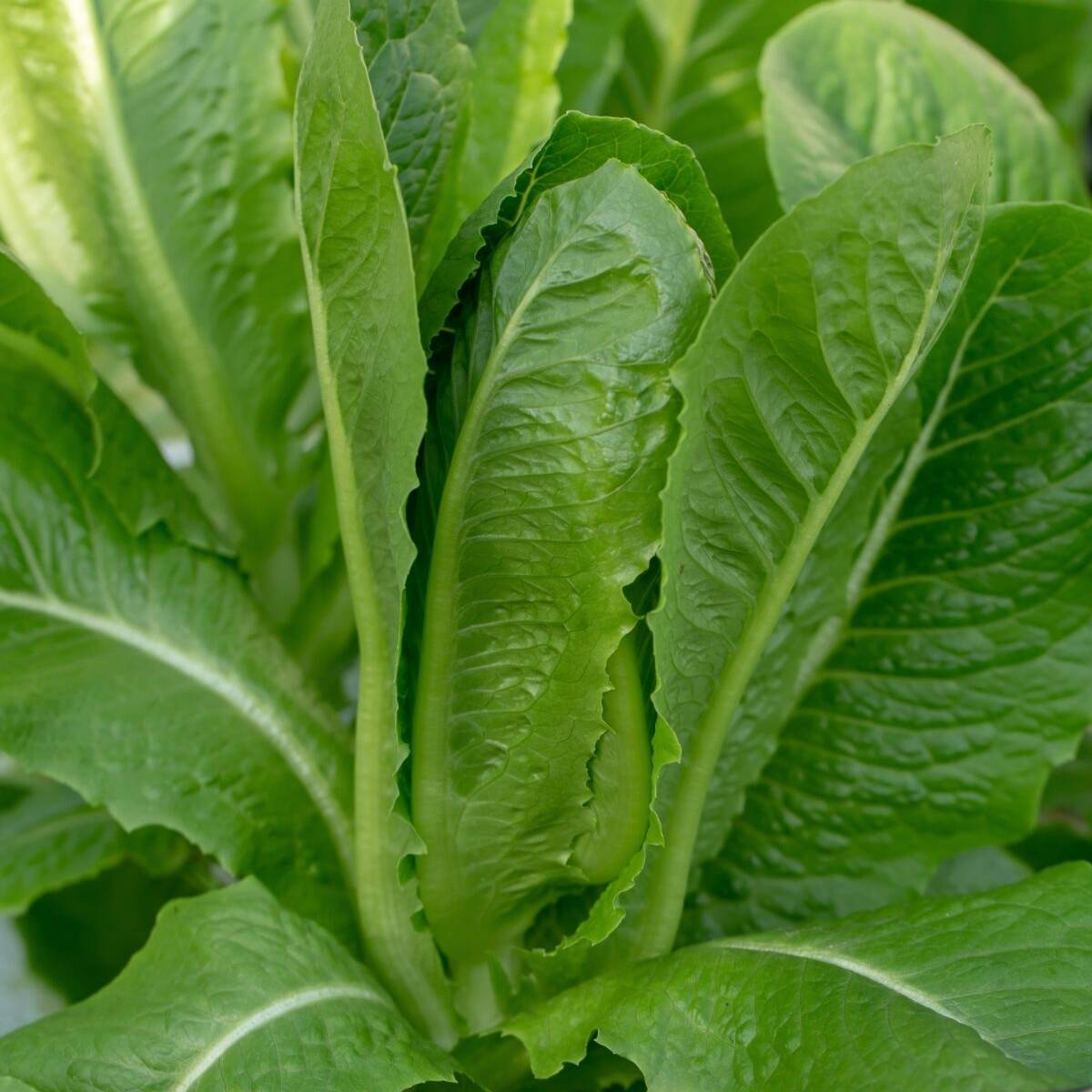 Cos Verdi Lettuce Seeds