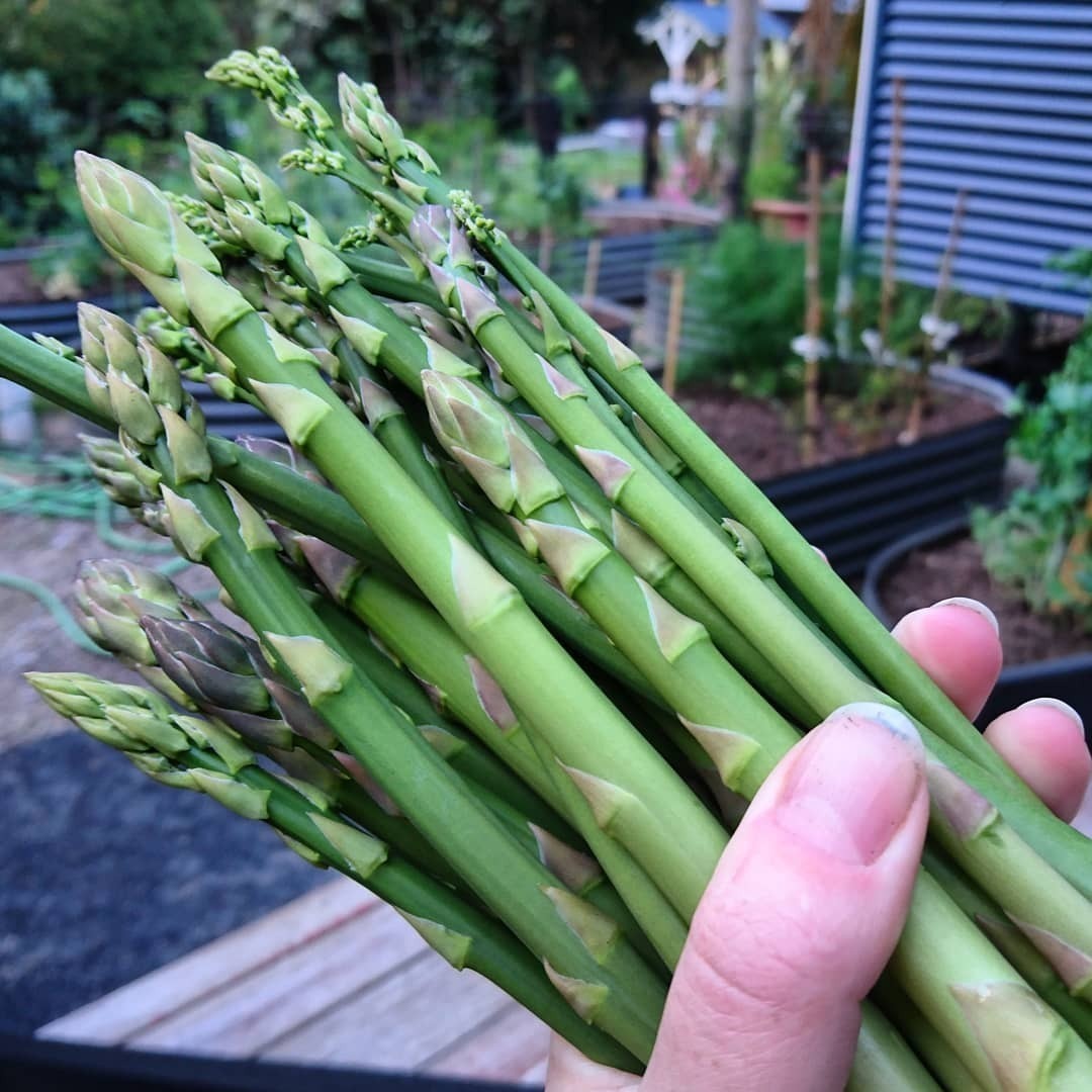 Mary Washington Asparagus Seeds