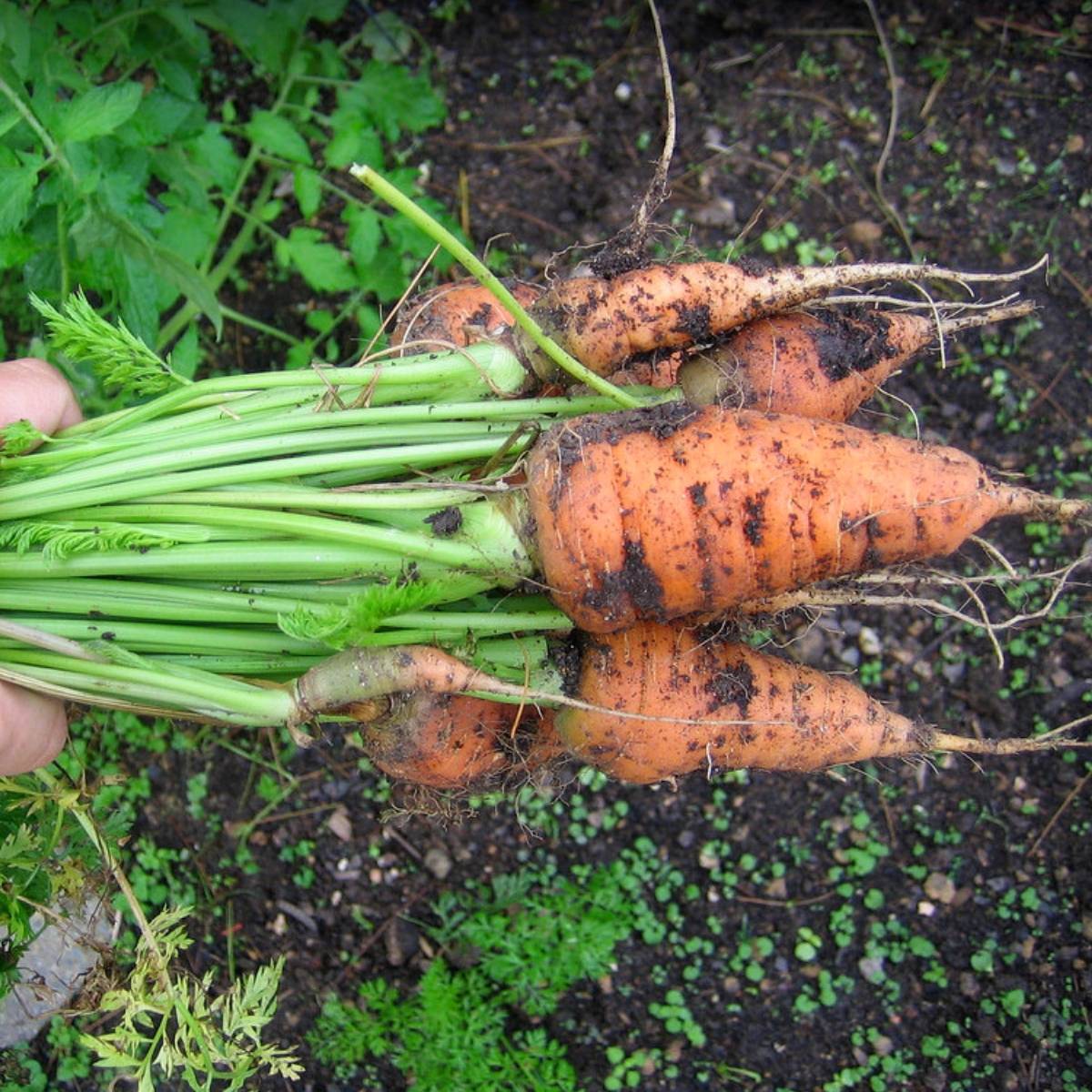 Chantenay Red Cored Carrot Seeds