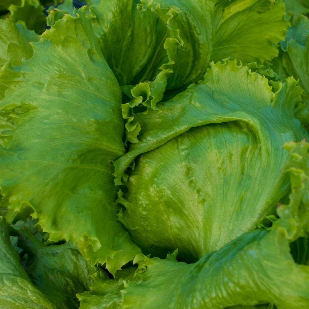 Great Lakes Lettuce Seeds