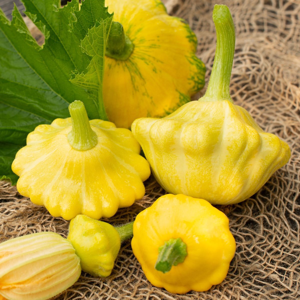 Yellow Bush Scallop Summer Squash Seeds