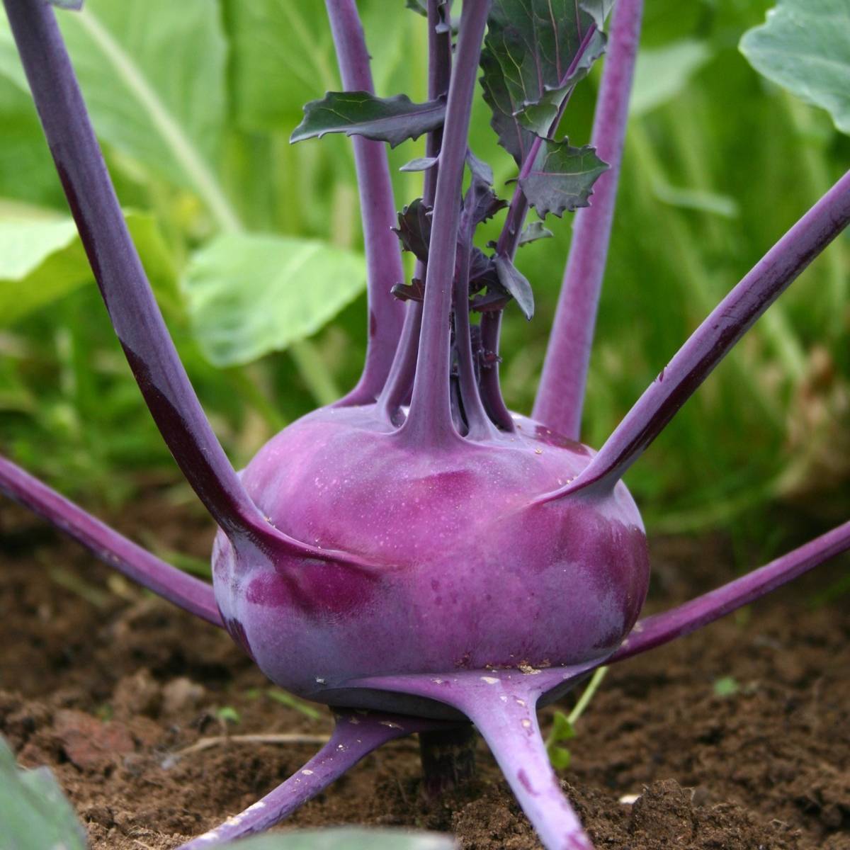 Purple Vienna Kohlrabi Seeds