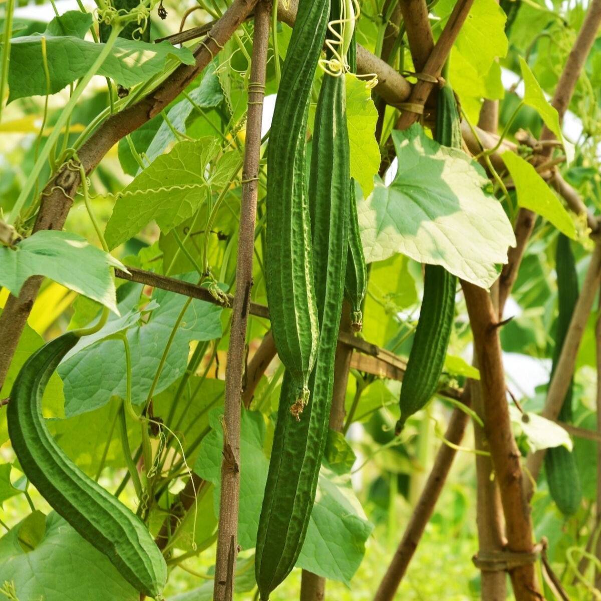 Angled Luffa Seeds