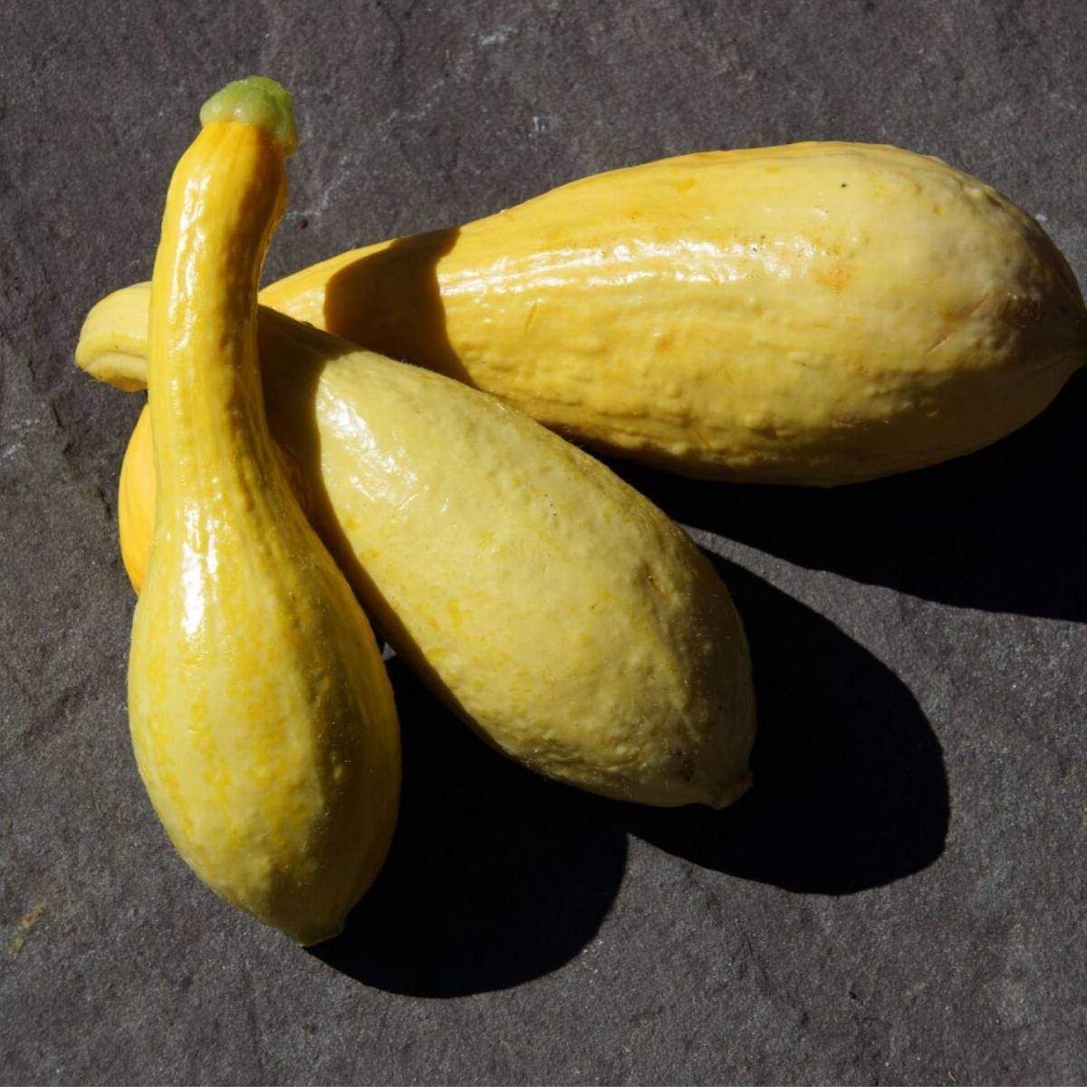 Golden Arch Crookneck Zucchini Seeds