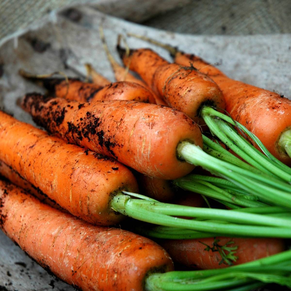 Nantes Carrot Seeds