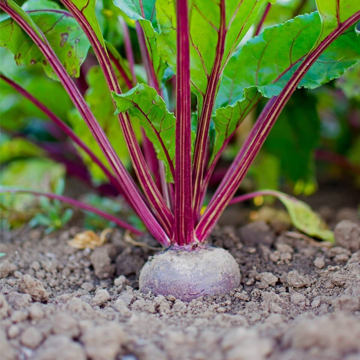 Early Wonder Beetroot Seeds