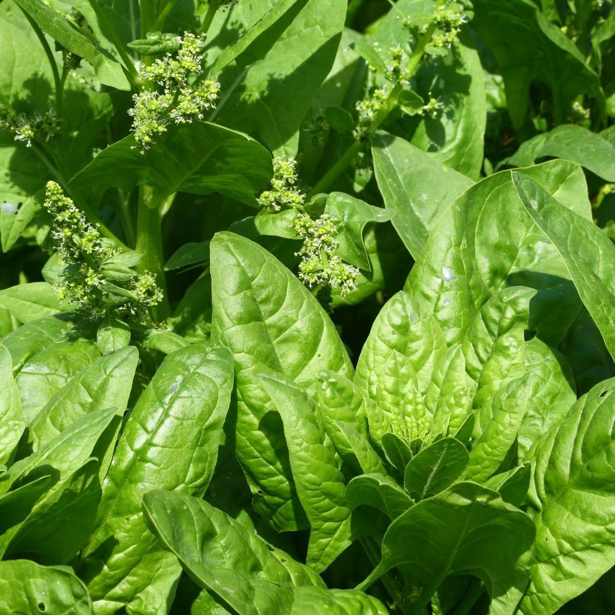 Amsterdam Giant Spinach Seeds