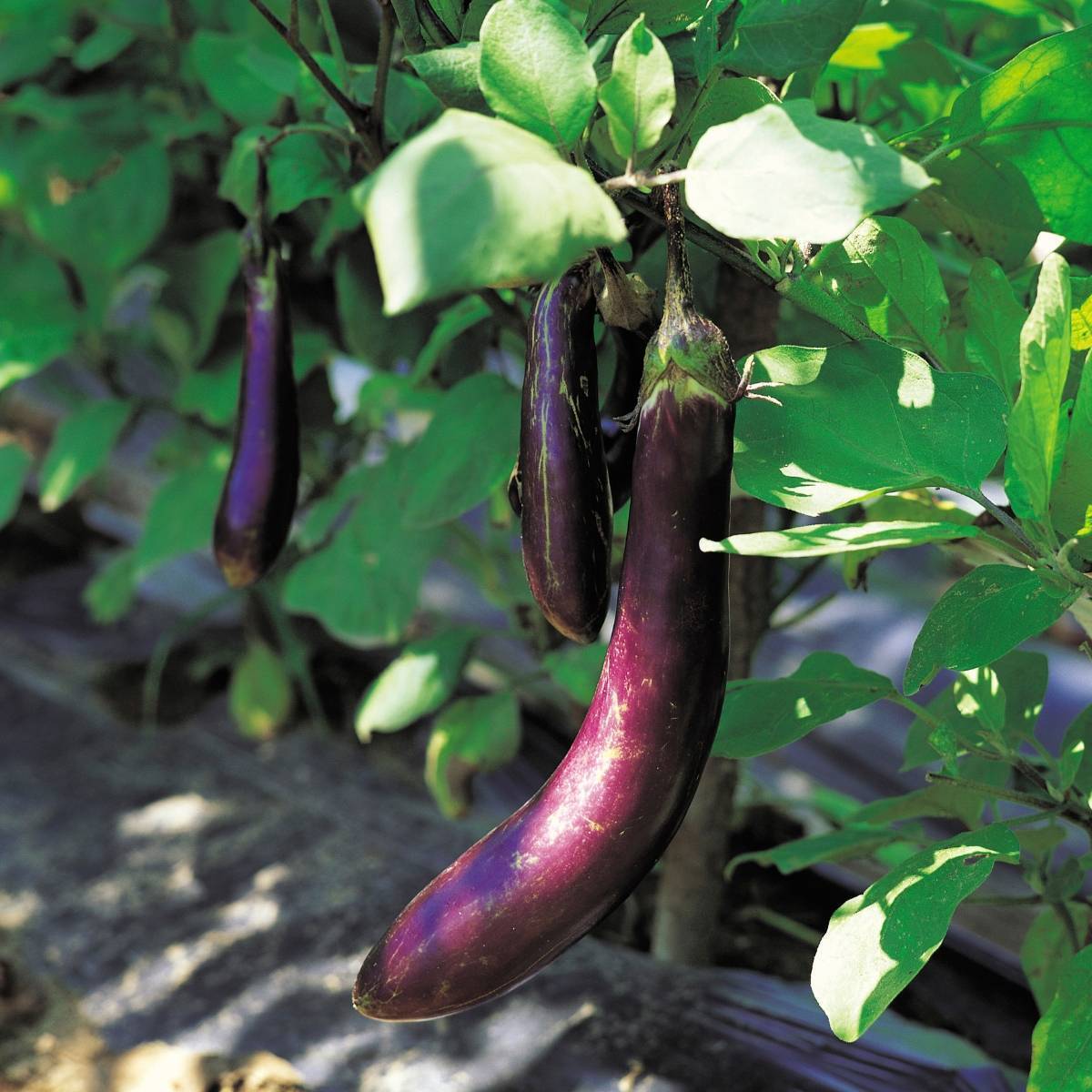 Early Long Purple Eggplant Seeds