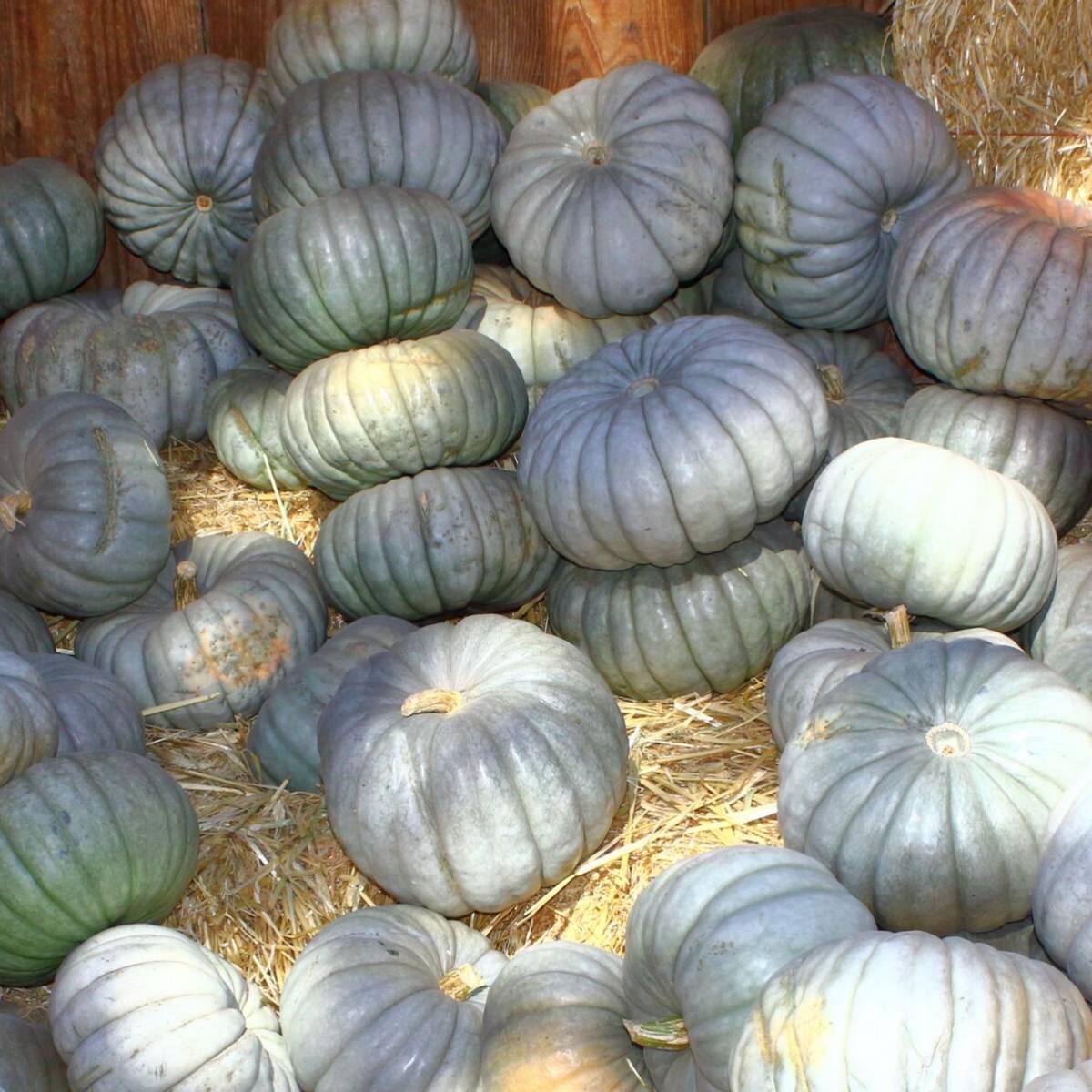 Queensland Blue Pumpkin Seeds