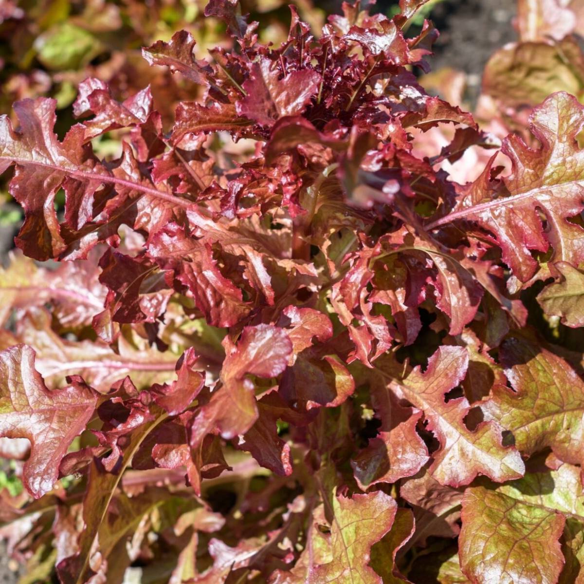 Salad Bowl Red Lettuce Seeds