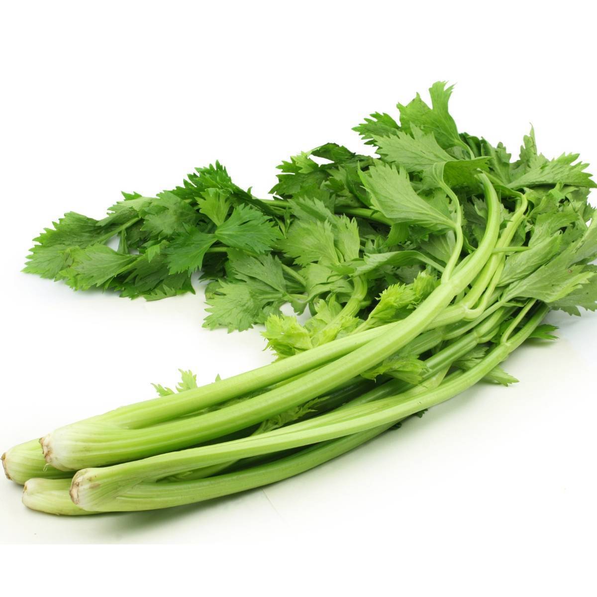 Chinese Celery Seeds