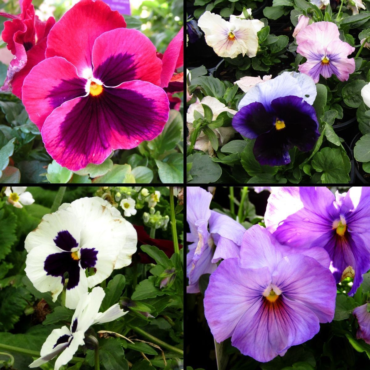 Pansy Swiss Giant Florist Mix Seeds