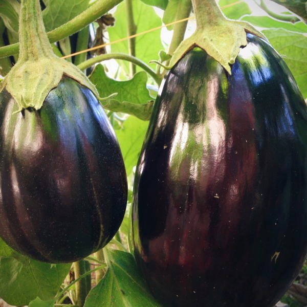 Black Beauty Eggplant Seeds