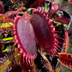 Venus Fly Trap Red Flower Seeds – Heirloom, Non-GMO Seeds for Planting Carnivorous Plants for planting in home garden