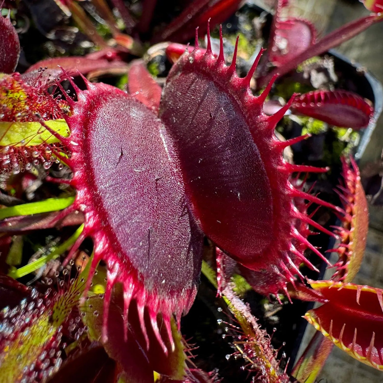 Venus Fly Trap Red Flower Seeds – Heirloom, Non-GMO Seeds for Planting Carnivorous Plants for planting in home garden