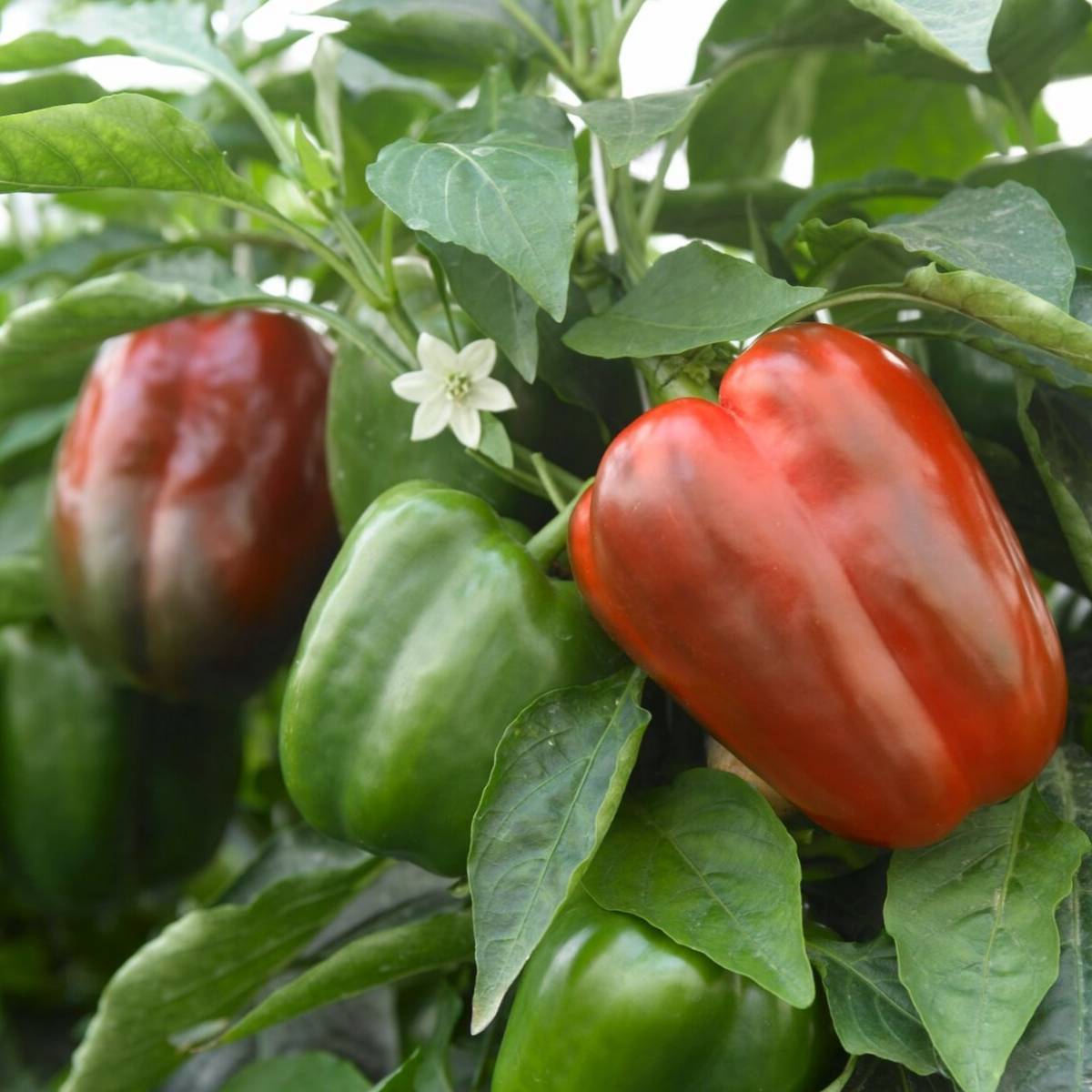 Californian Wonder Capsicum Seeds