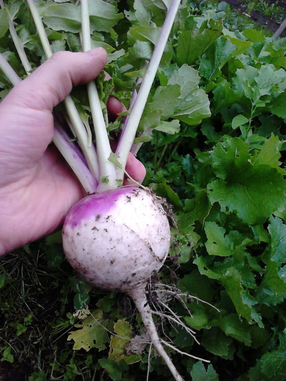 Purple Top White Globe Turnip Seeds