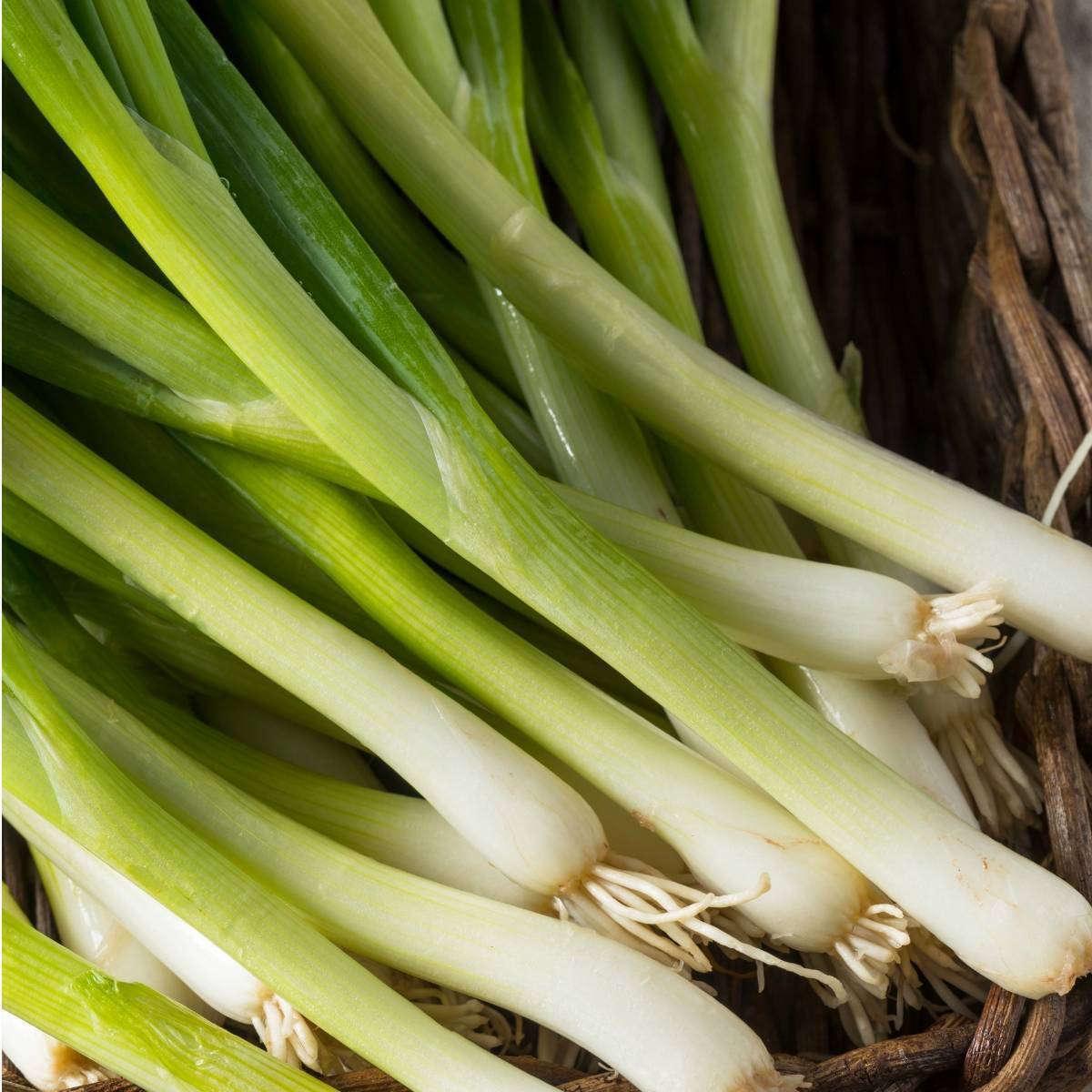 Evergreen Bunching Onion Seeds