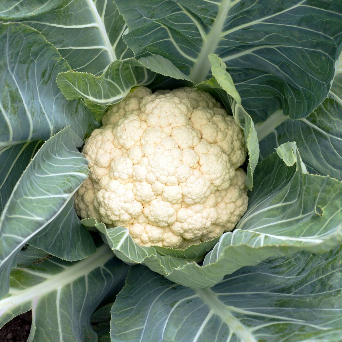 Snowball Cauliflower Seeds