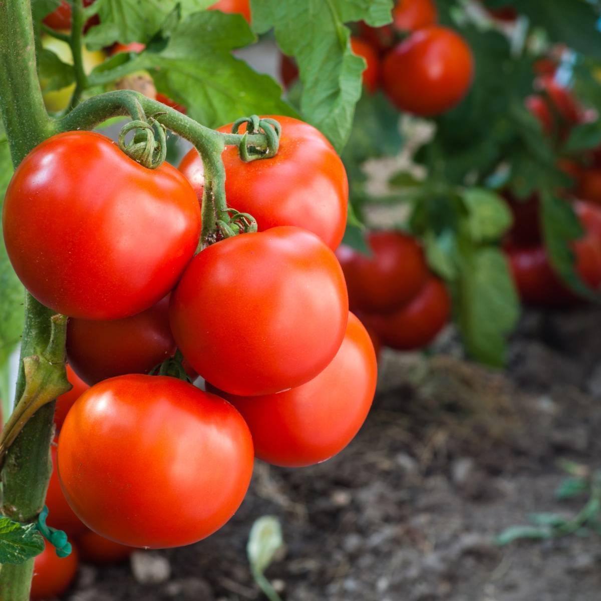 Australian Red Tomato Seeds