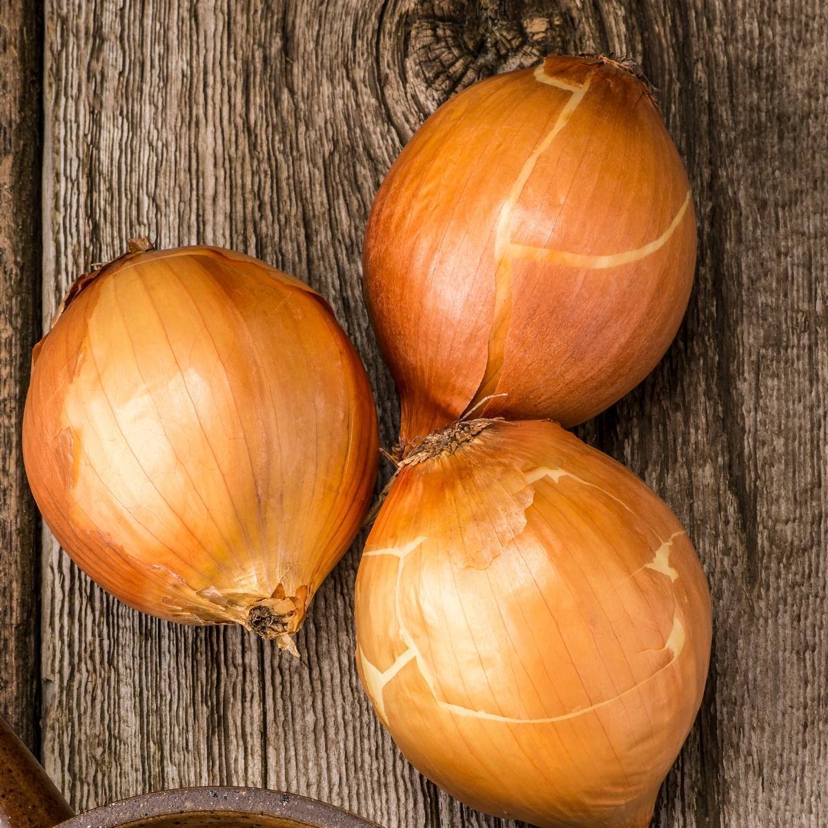 Pukekohe Long Keeper Onion Seeds