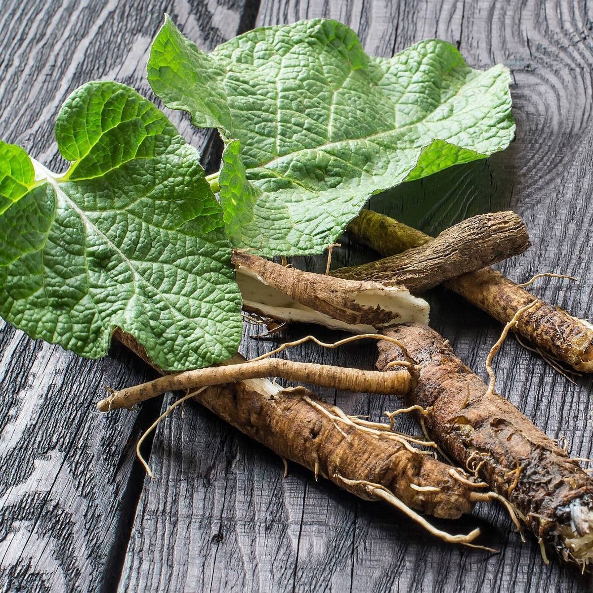 Takinogawa Long Burdock Seeds