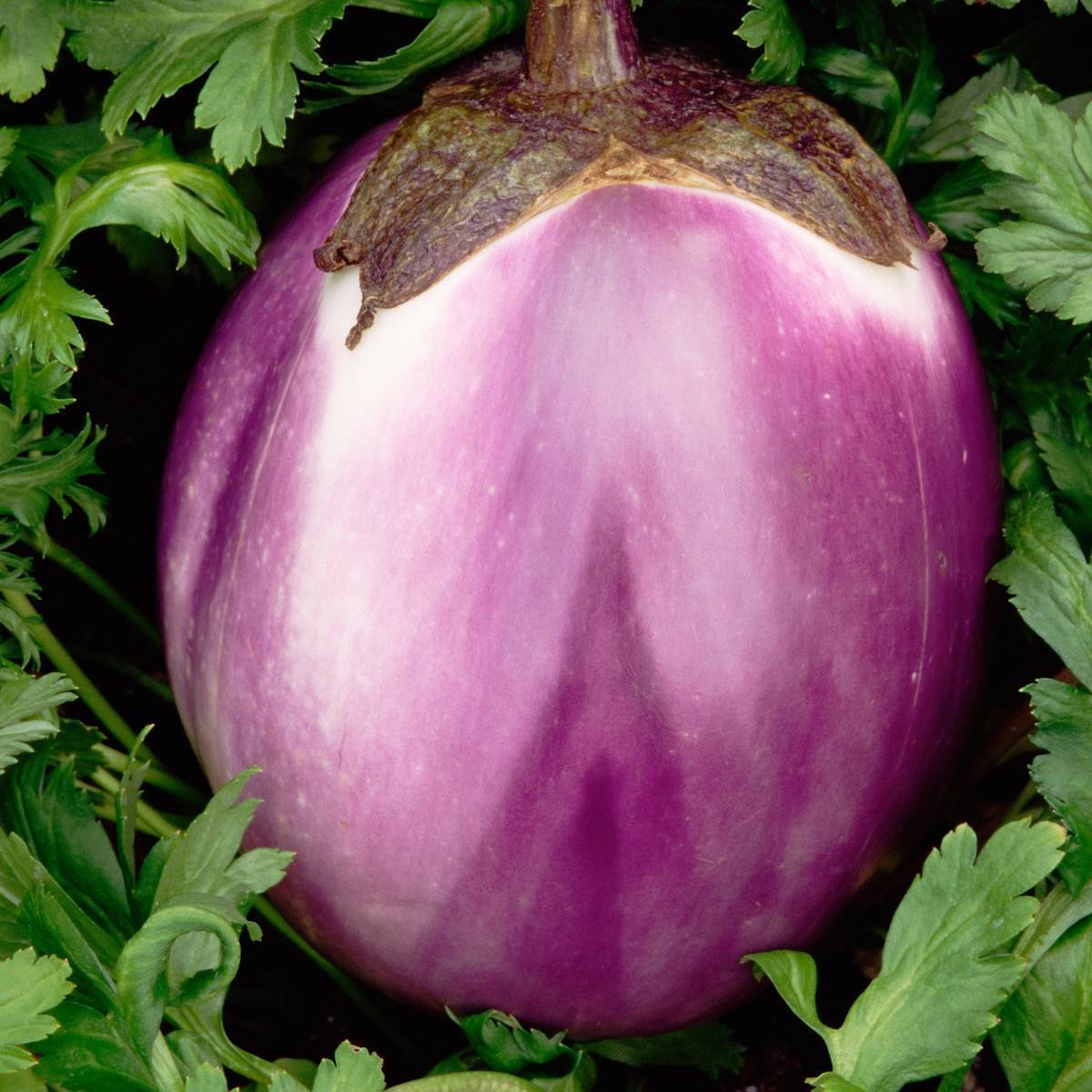 Rosa Bianca Eggplant Seeds