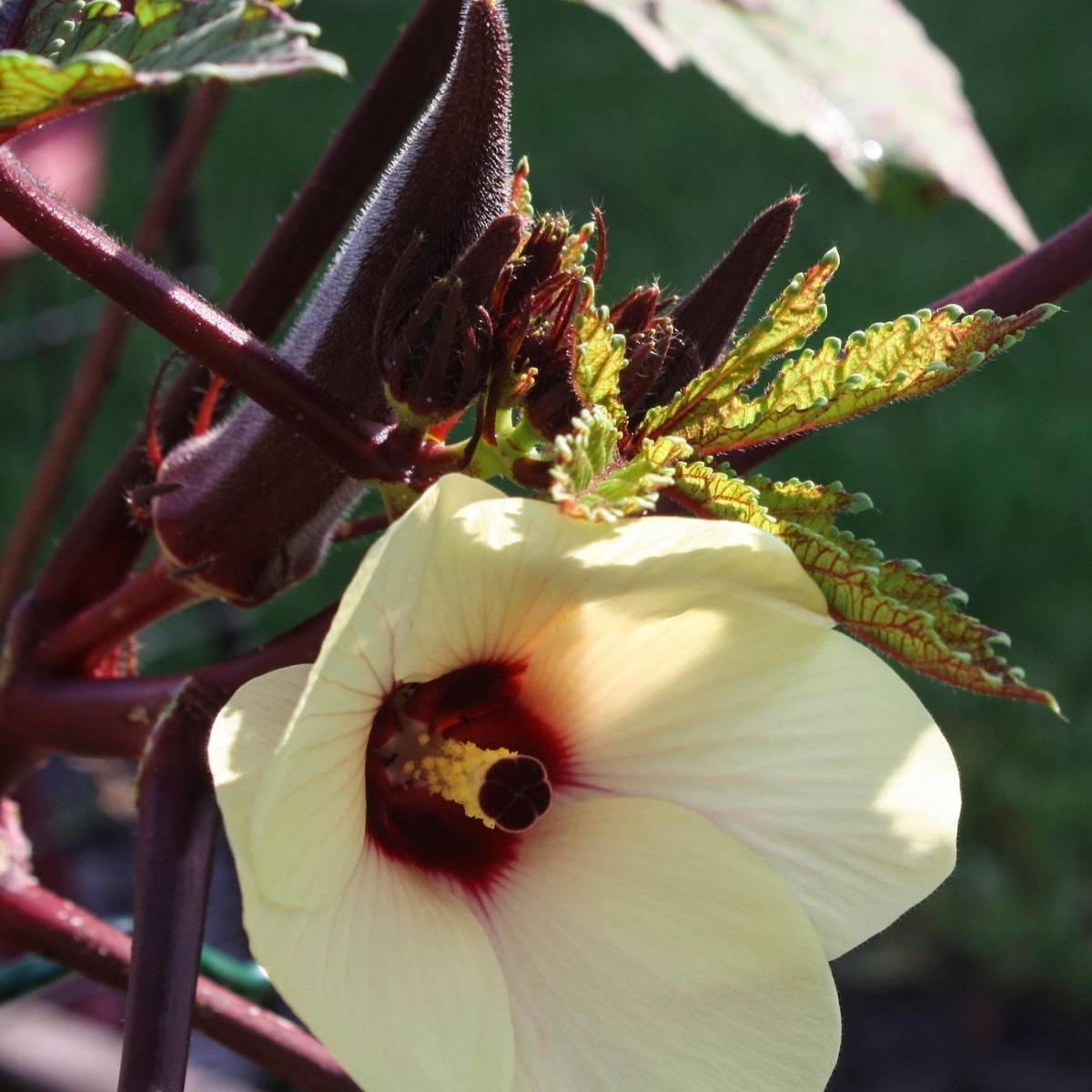 Burgundy Okra Seeds