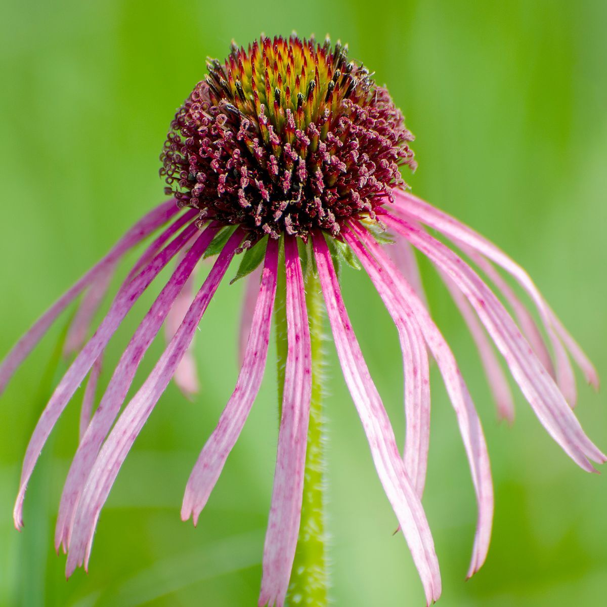 Echinacea Pale Purple Coneflower Seeds