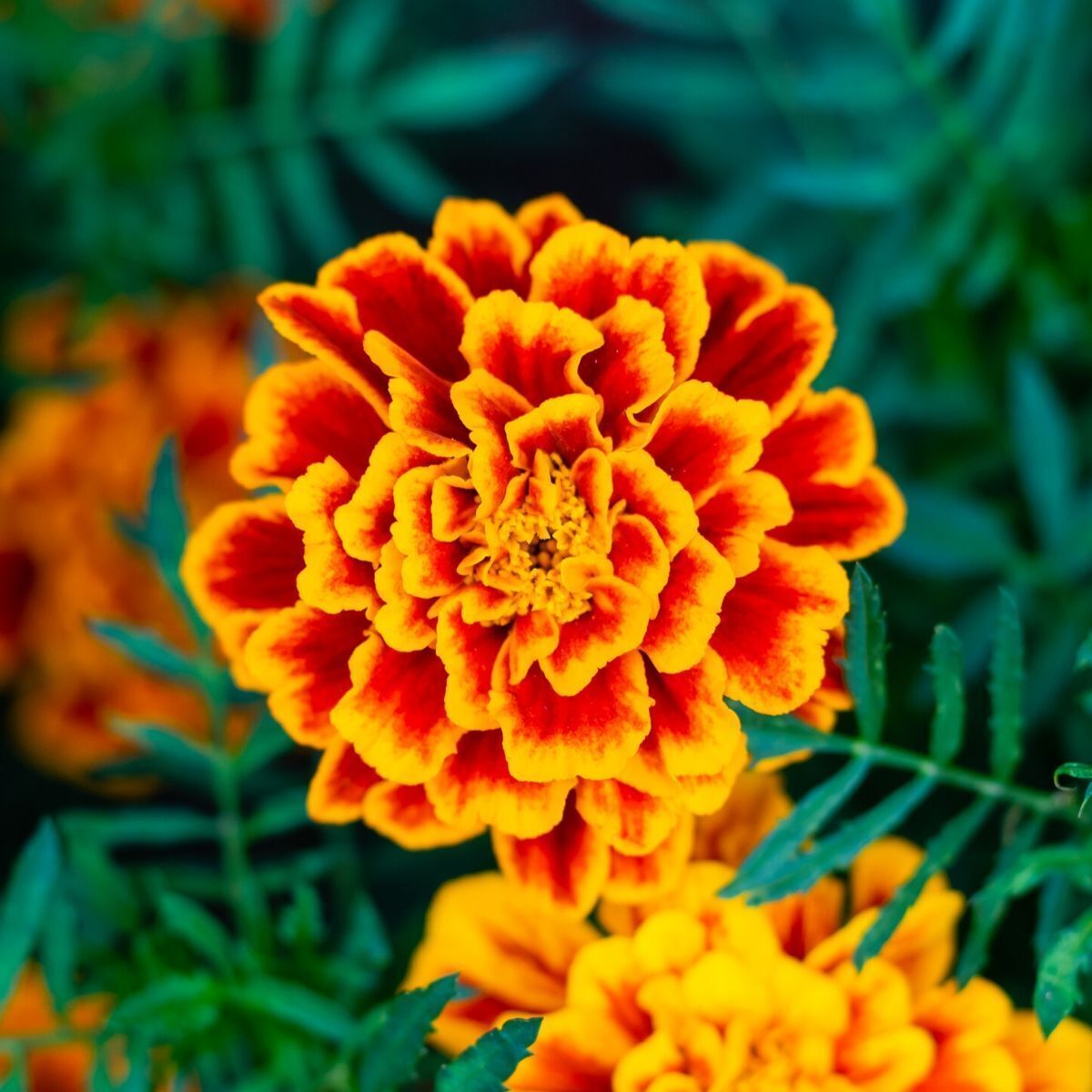 Marigold French Fiesta Seeds