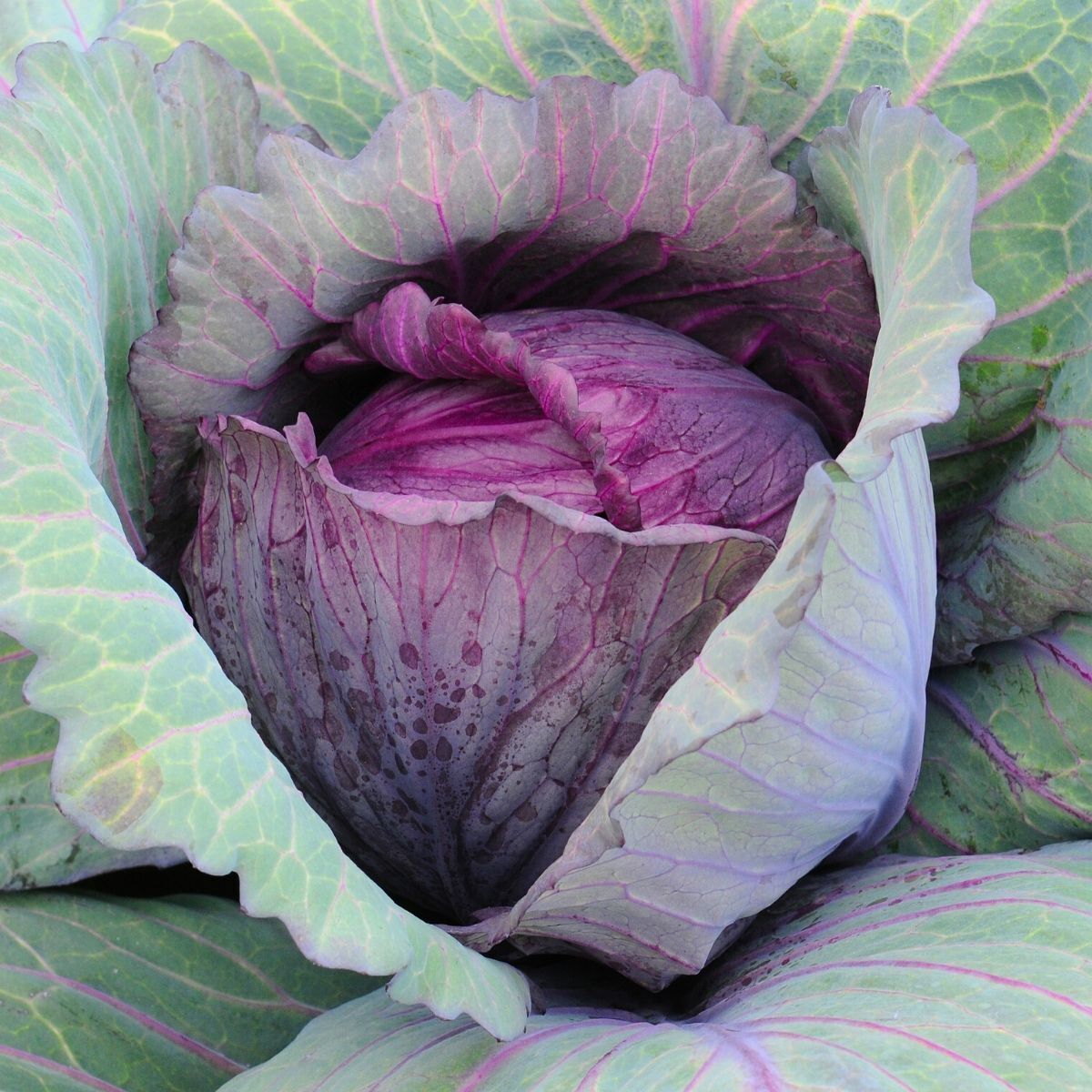 Red Acre Cabbage Seeds