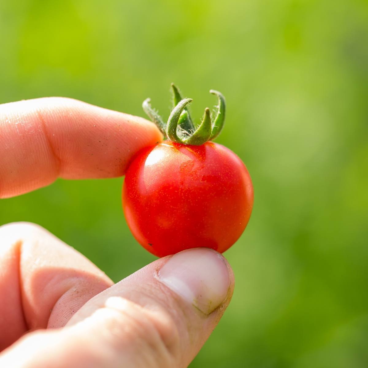 Sweet Marbles Tomato Seeds