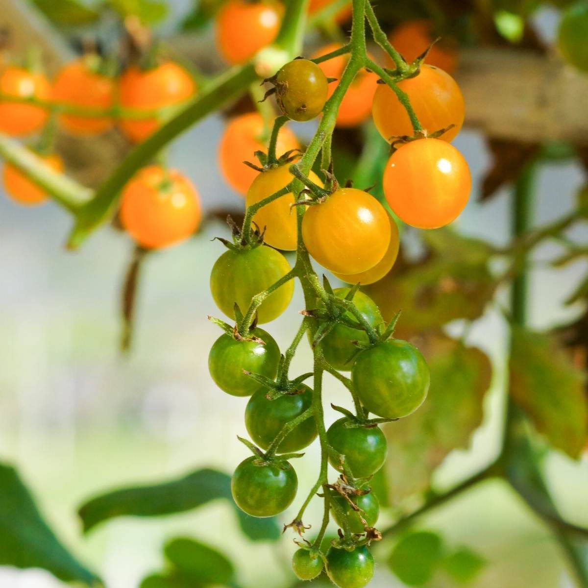 Yellow Tommy Toe Tomato Seeds