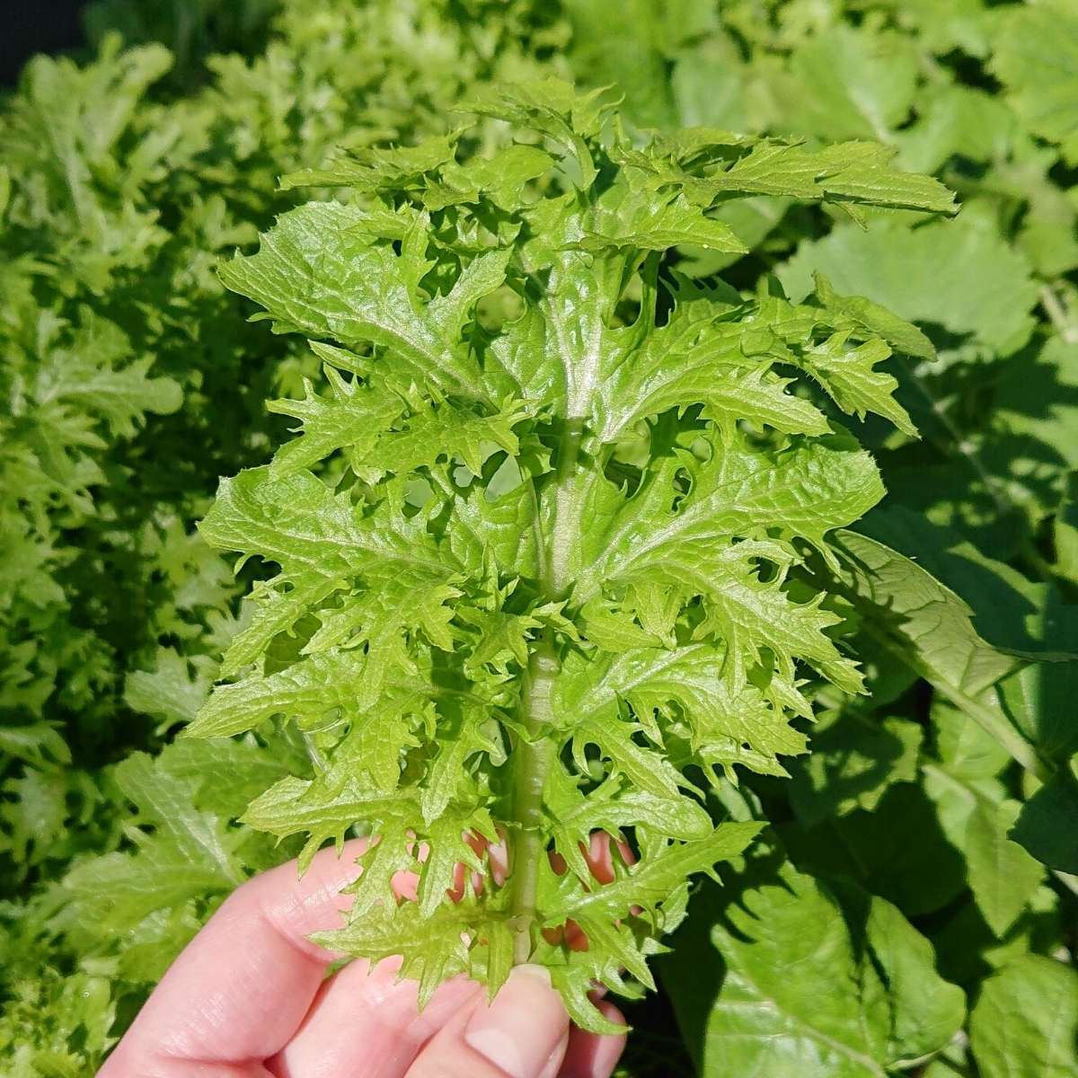 Ruffled Wasabina Mustard Greens Seeds