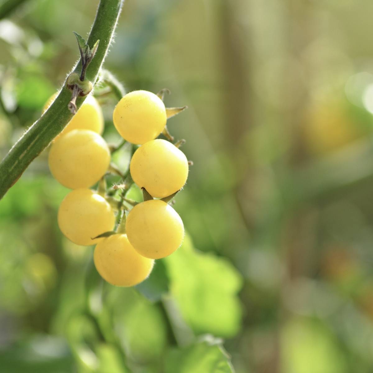 Ice Tomato Seeds