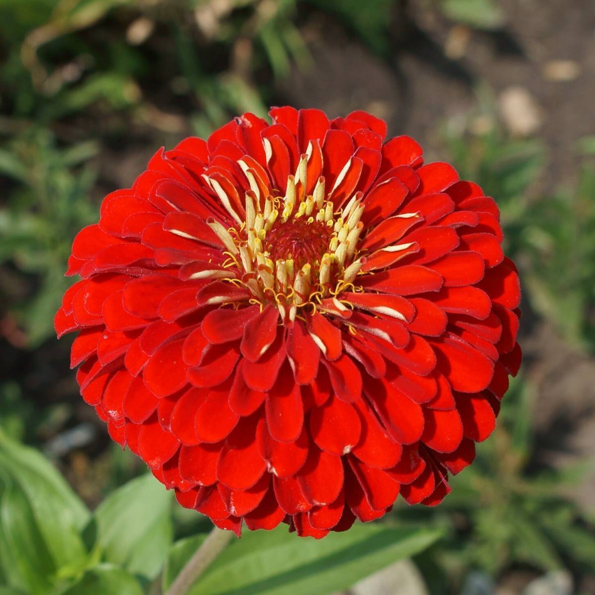 Zinnia Cherry Red Queen Seeds