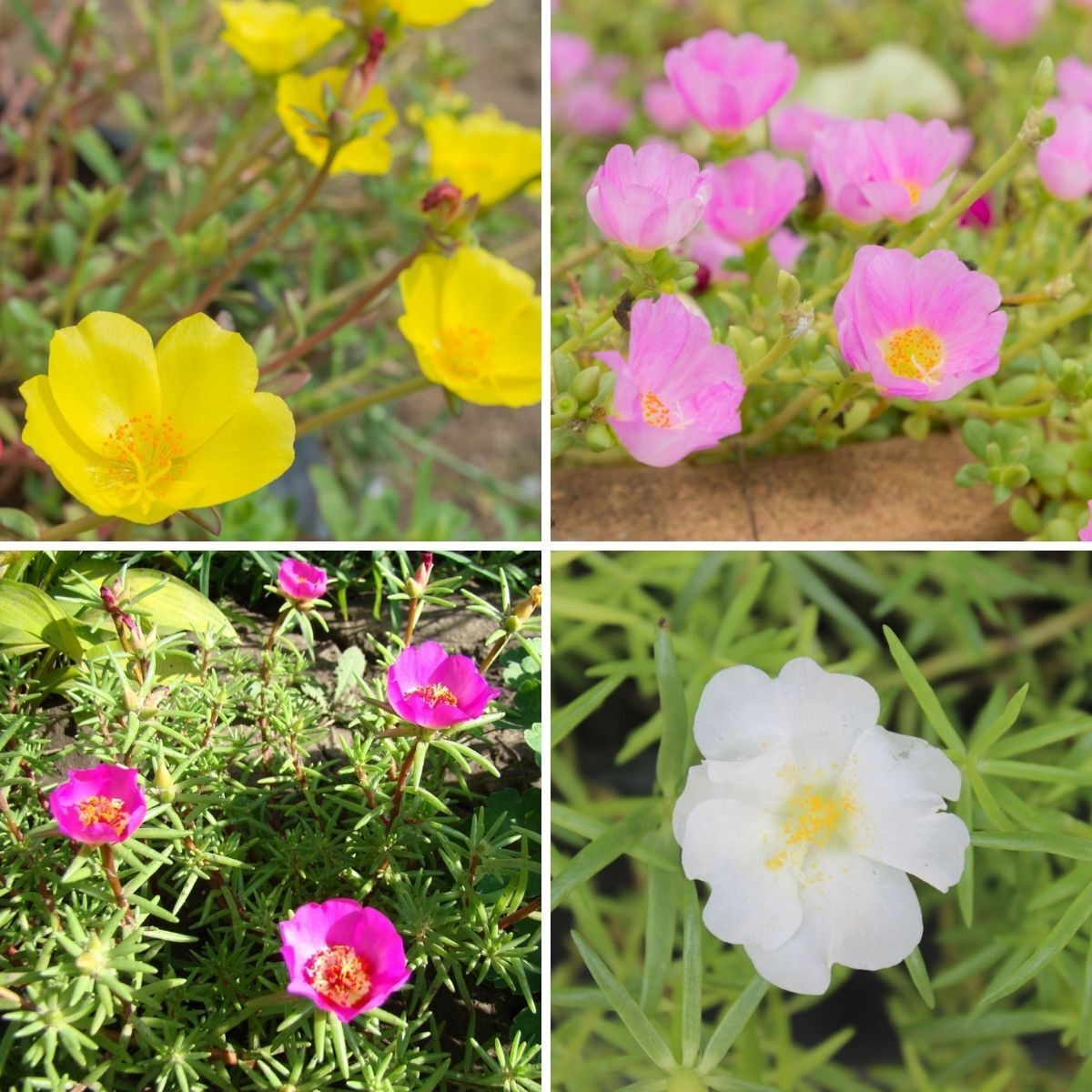 Portulaca Single Flowered Mix Seeds