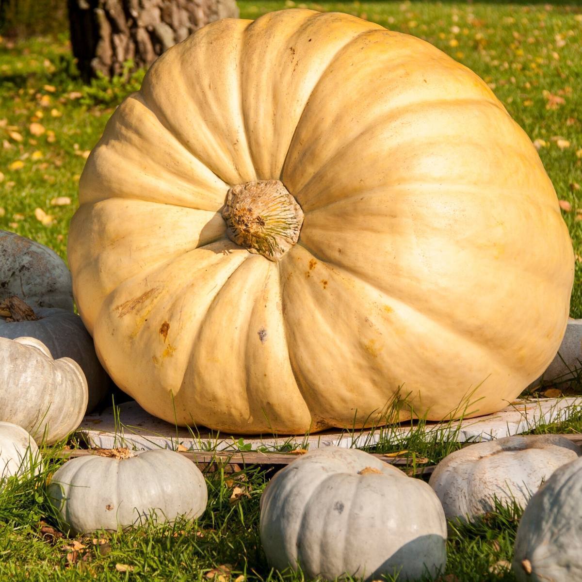 Dill's Atlantic Giant Pumpkin Seeds