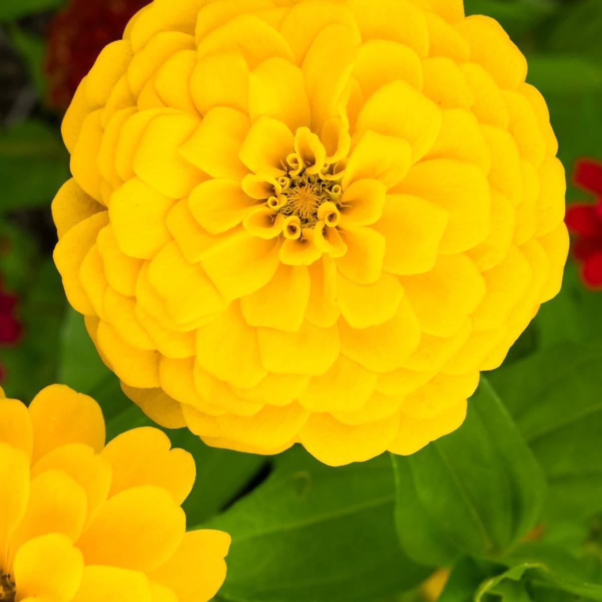 Zinnia Lilliput Yellow Seeds