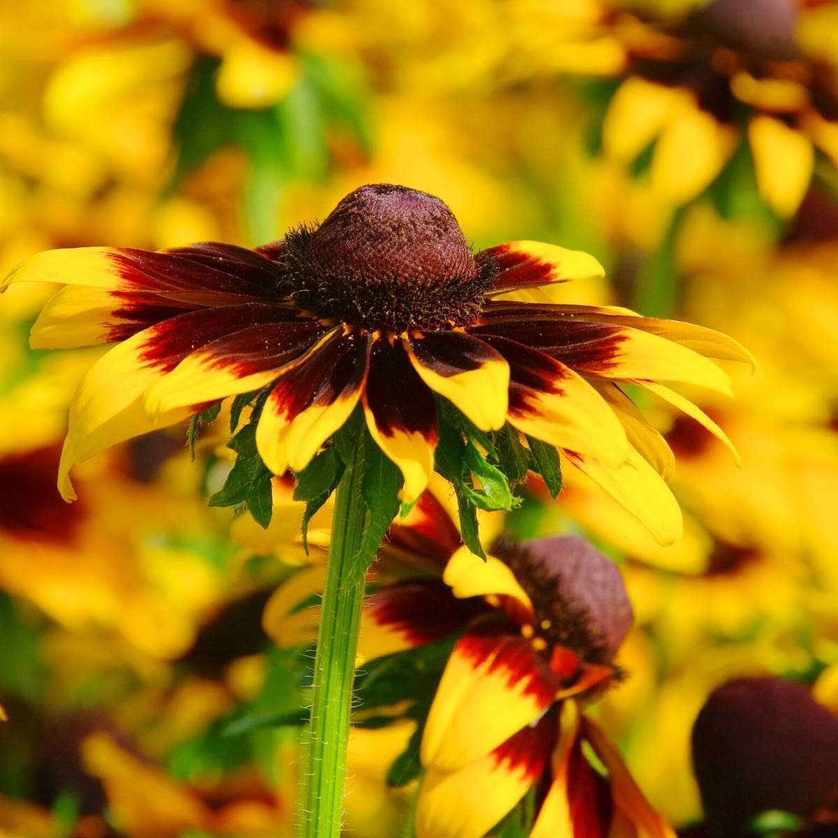 Black Eyed Susan Gloriosa Daisies Mix Seeds