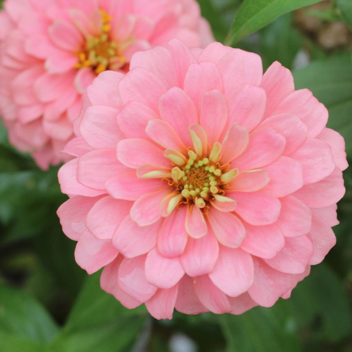 Zinnia Exquisite Light Rose Seeds