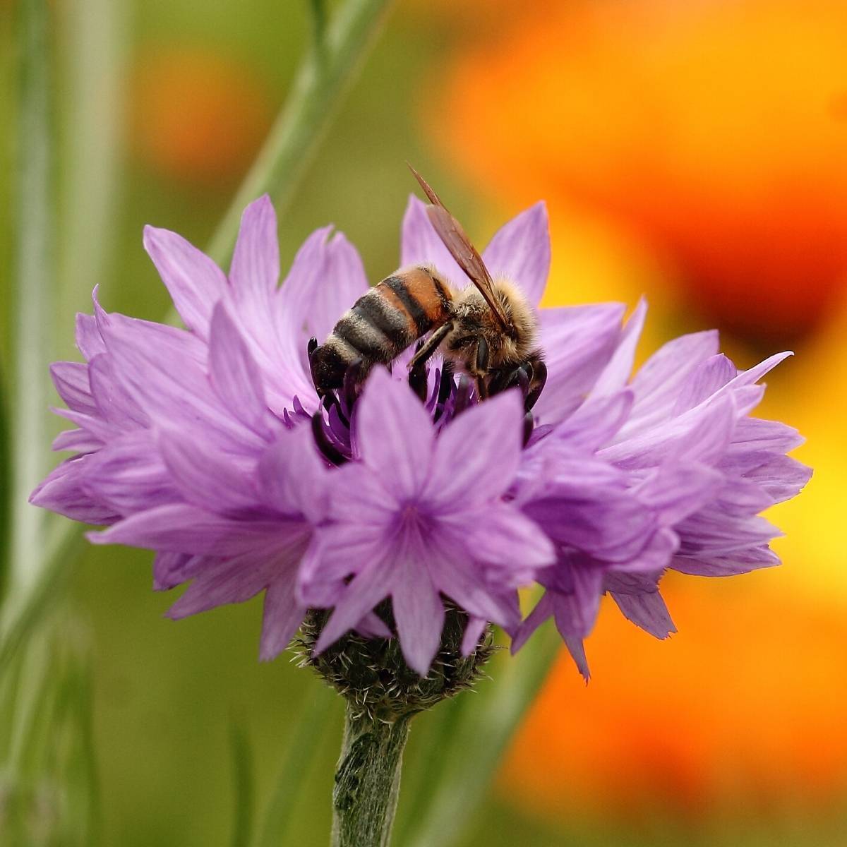 Cornflower Mauve Ball Seeds