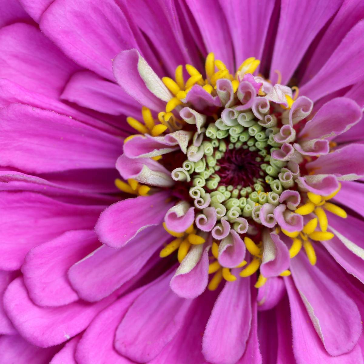 Zinnia Violet Queen Seeds