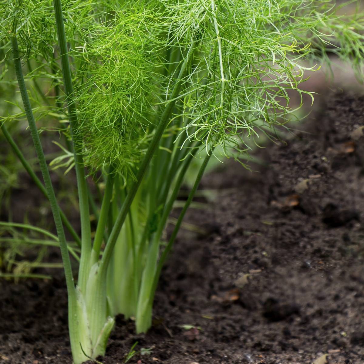 Sweet Fennel Seeds