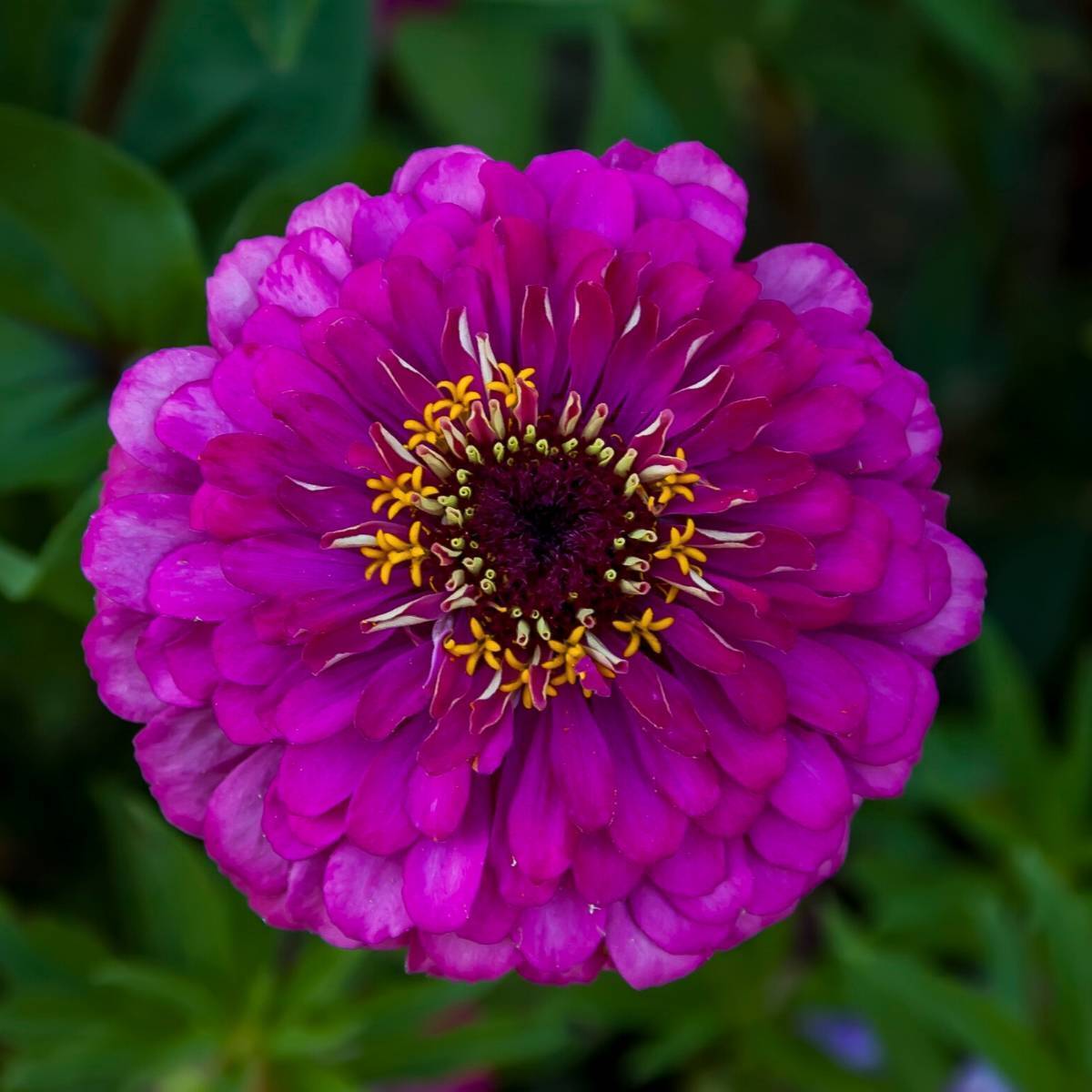 Zinnia Purple Prince Seeds