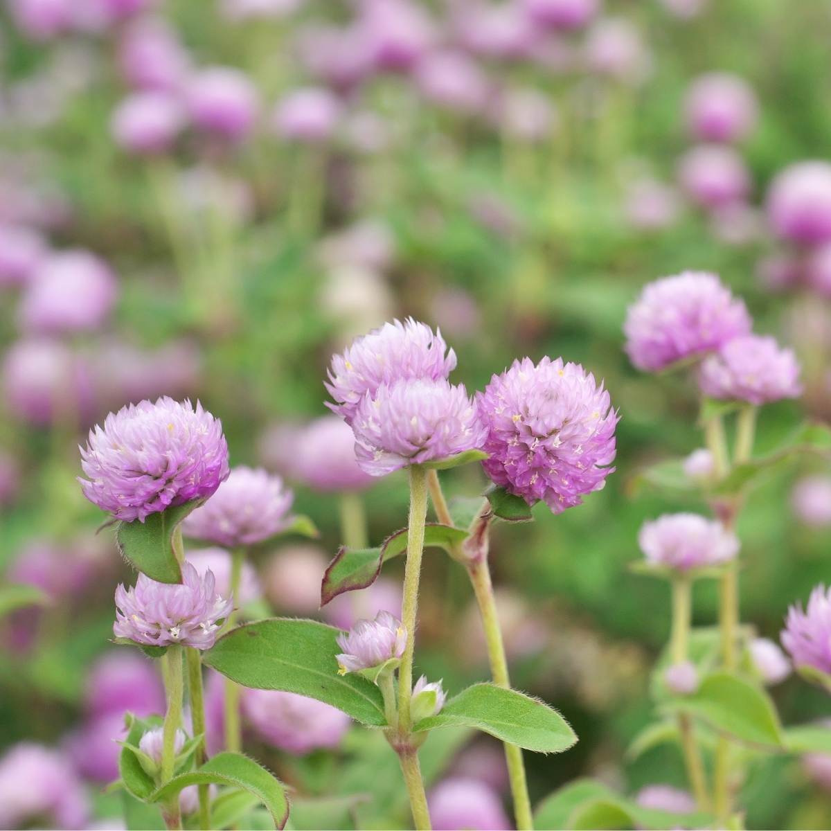 Globe Amaranth Tall Rose Seeds