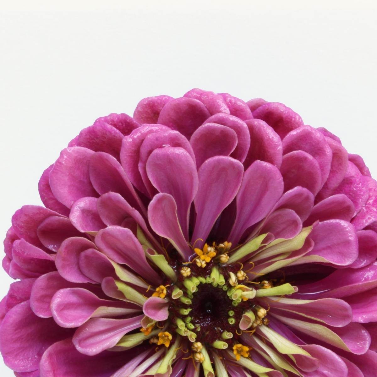 Zinnia Dream Rosy Lavender Seeds